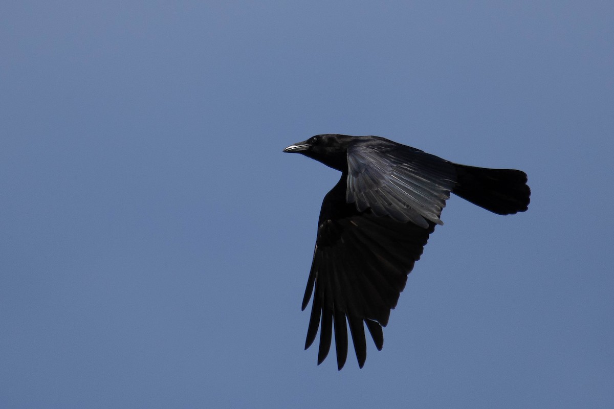 American Crow - ML332533501