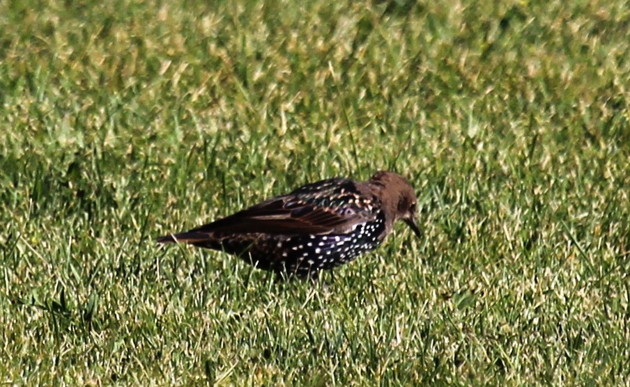 European Starling - ML33253411