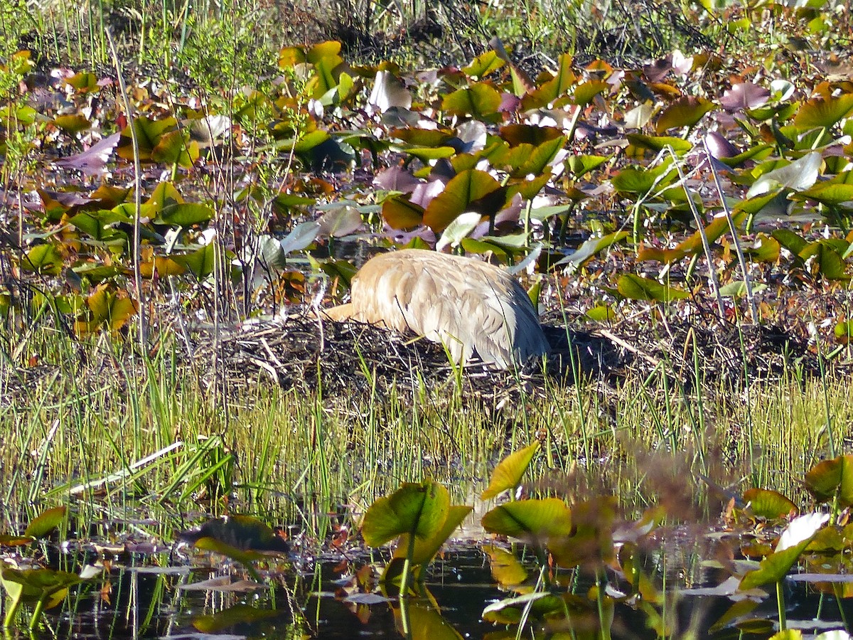 Sandhill Crane - James Berry
