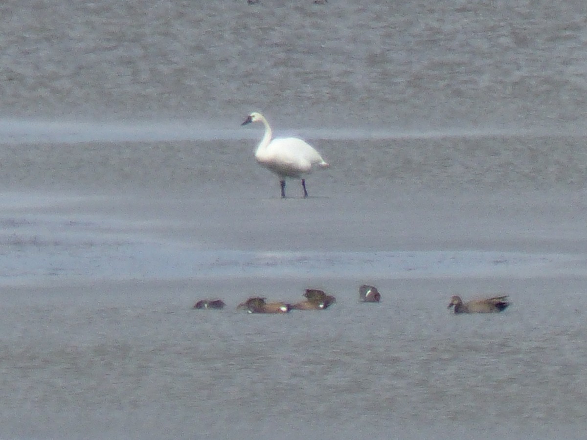 Tundra Swan - Laura Stewart