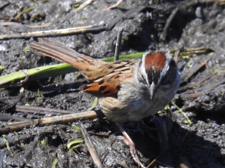 Chipping Sparrow - ML332535941