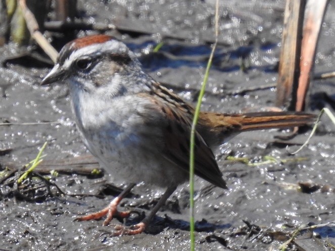 Chipping Sparrow - ML332535951