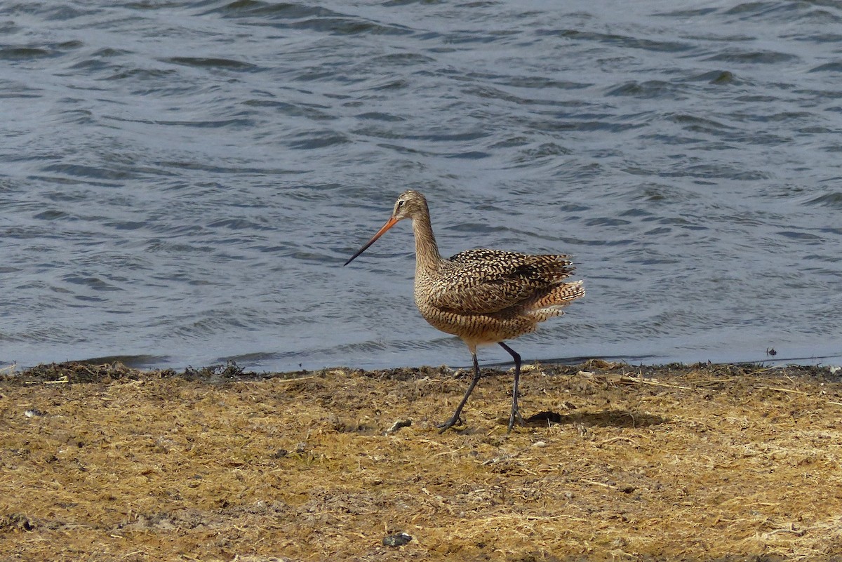 Marbled Godwit - ML332536401