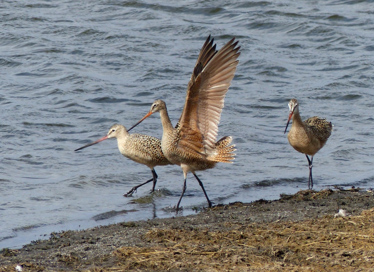 Marbled Godwit - Laura Stewart