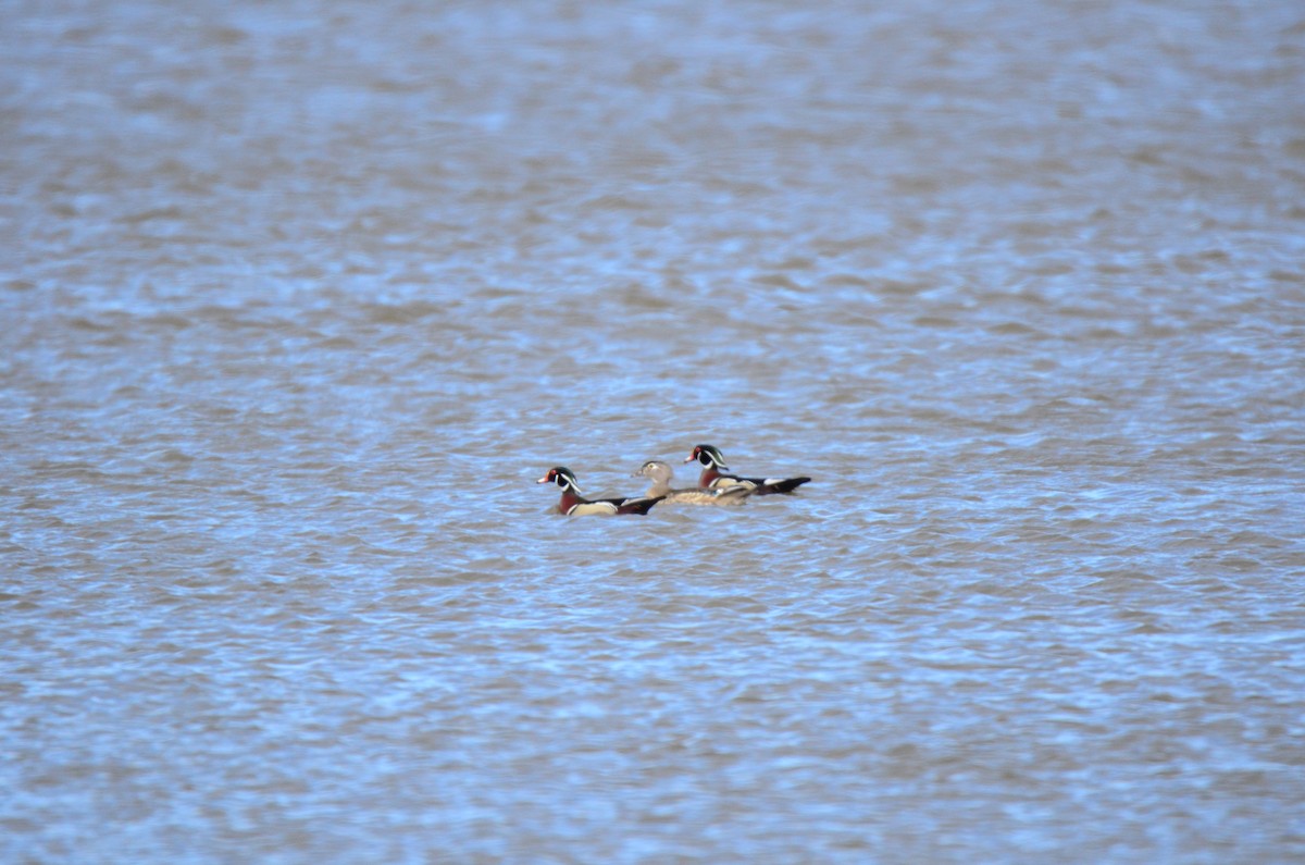 Wood Duck - Sébastien Cyr