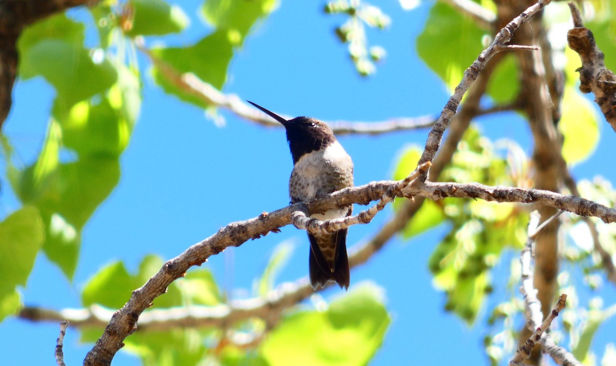 Black-chinned Hummingbird - ML332538671
