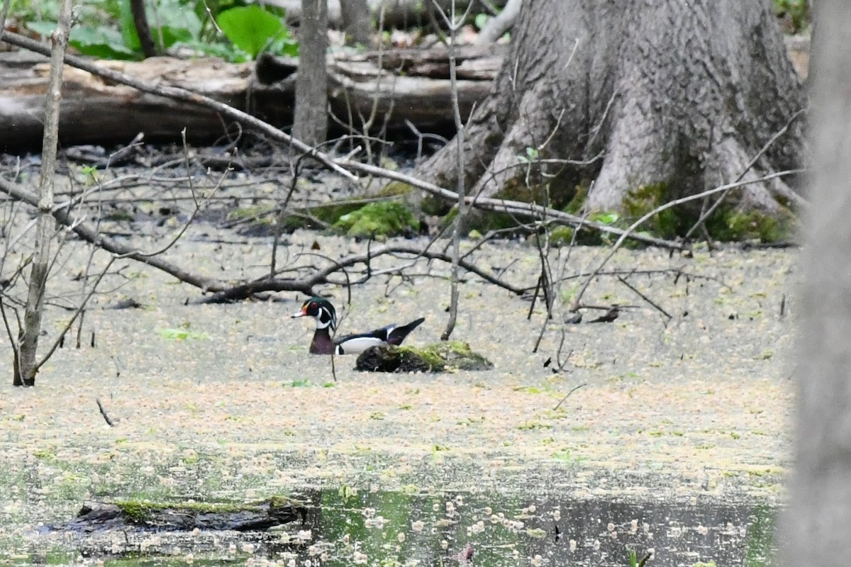 Wood Duck - ML332539121