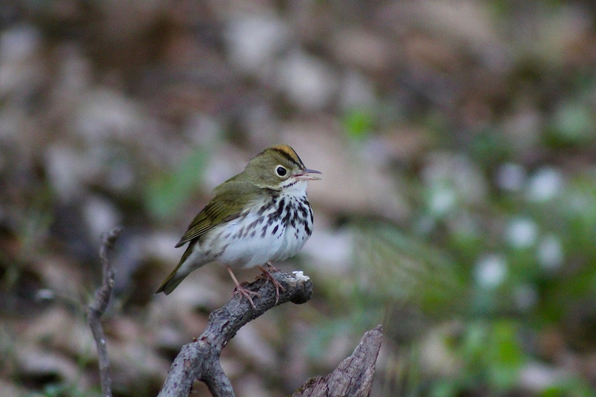 Ovenbird - ML332540071