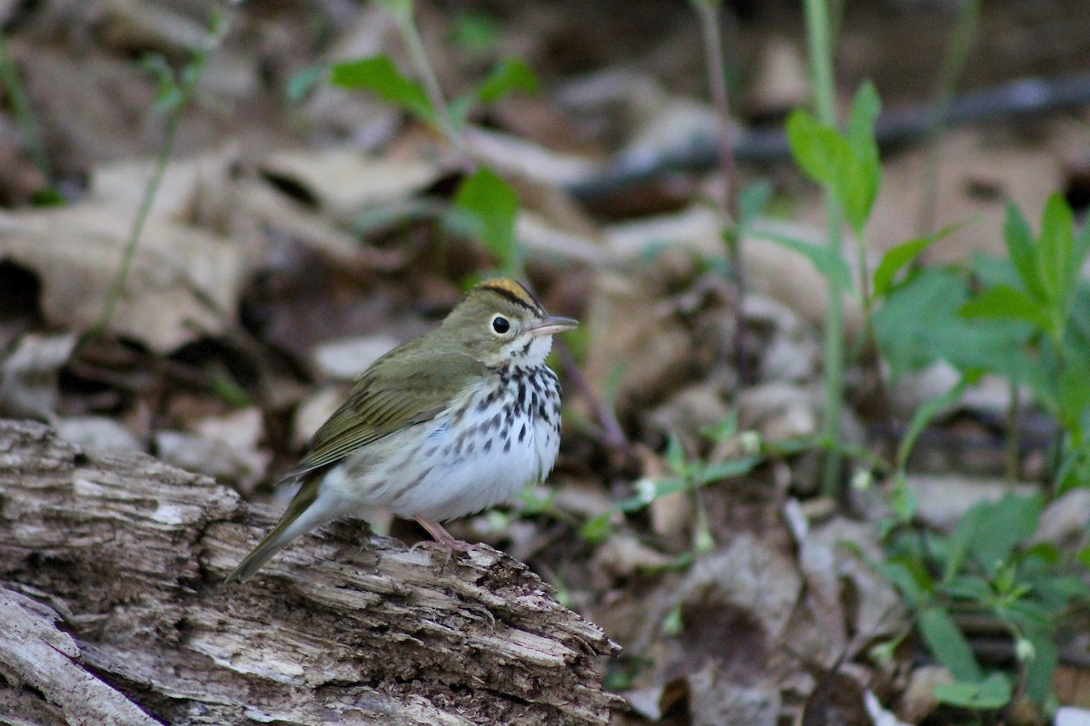 Ovenbird - ML332540191