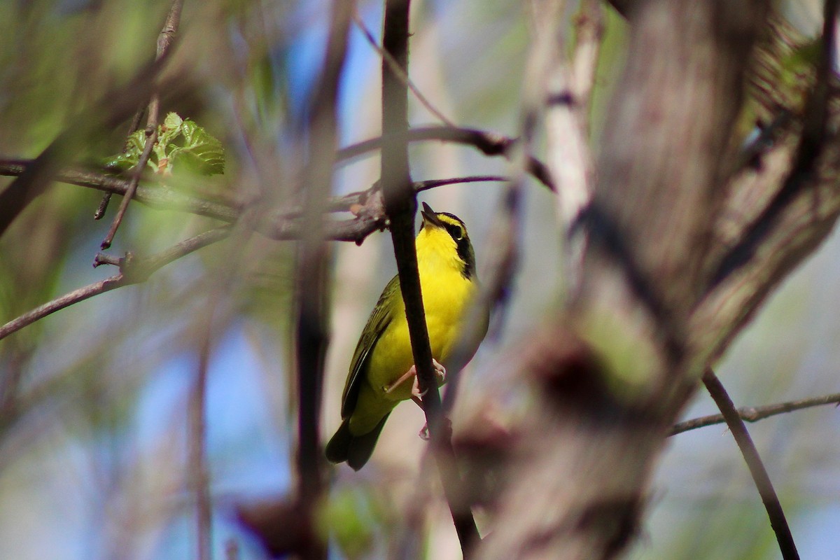 Kentucky Warbler - ML332540201