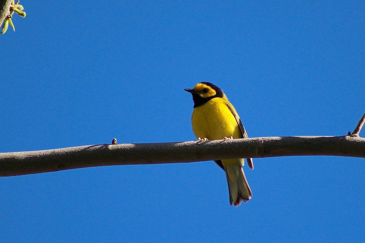 Hooded Warbler - ML332540301