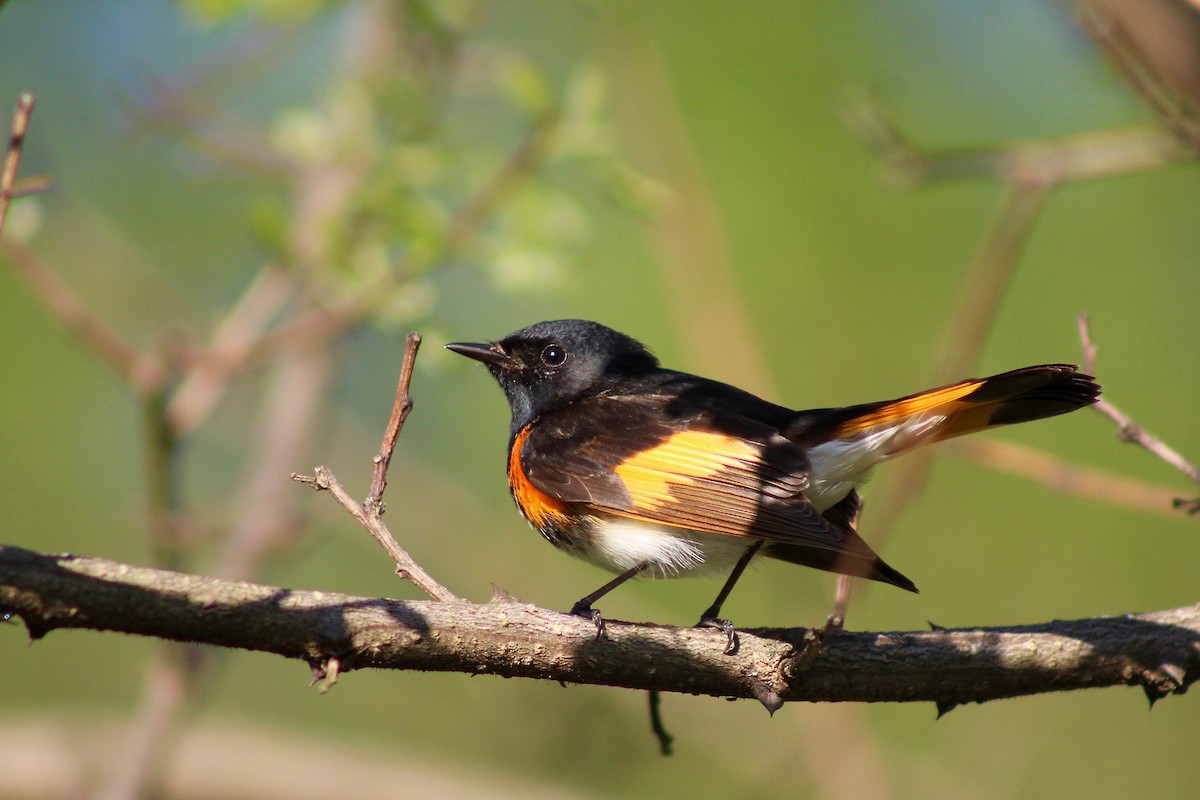 American Redstart - ML332540431