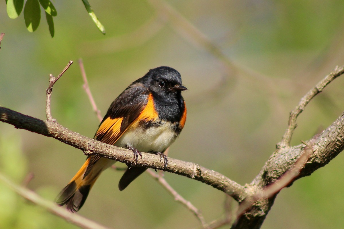 American Redstart - ML332540461