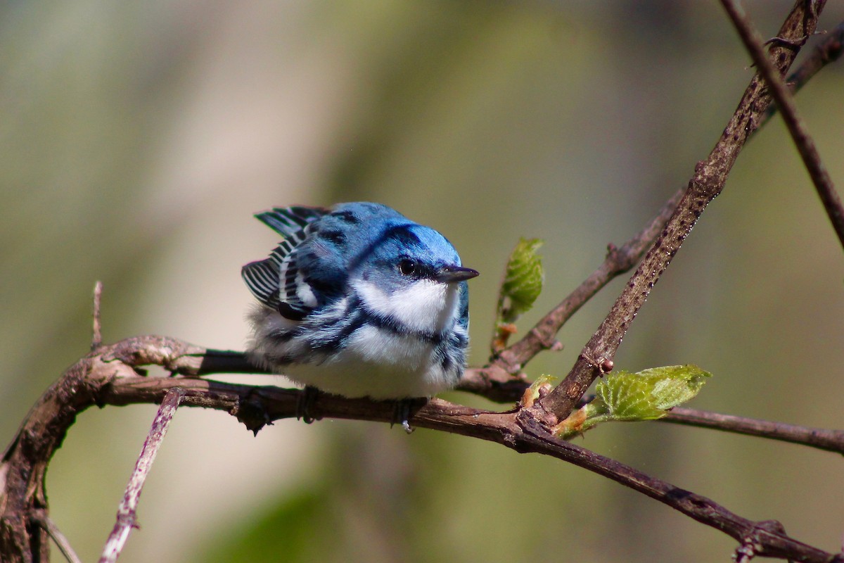 Blauwaldsänger - ML332540481