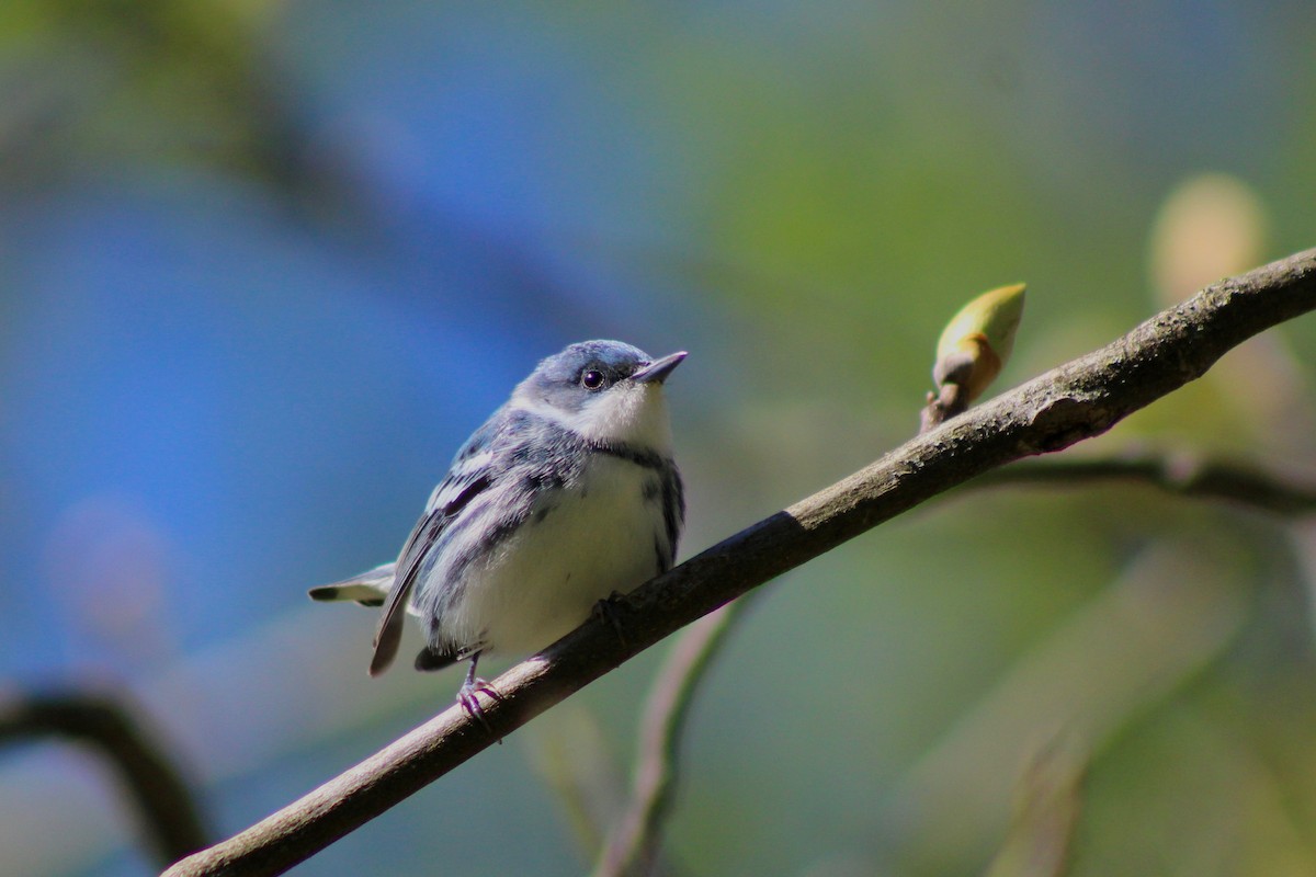 Blauwaldsänger - ML332540531