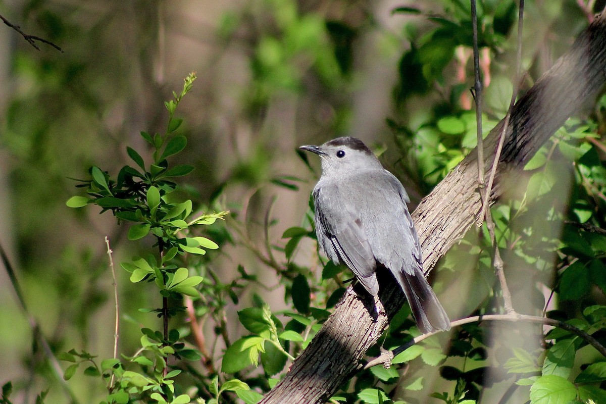 Gray Catbird - ML332540551