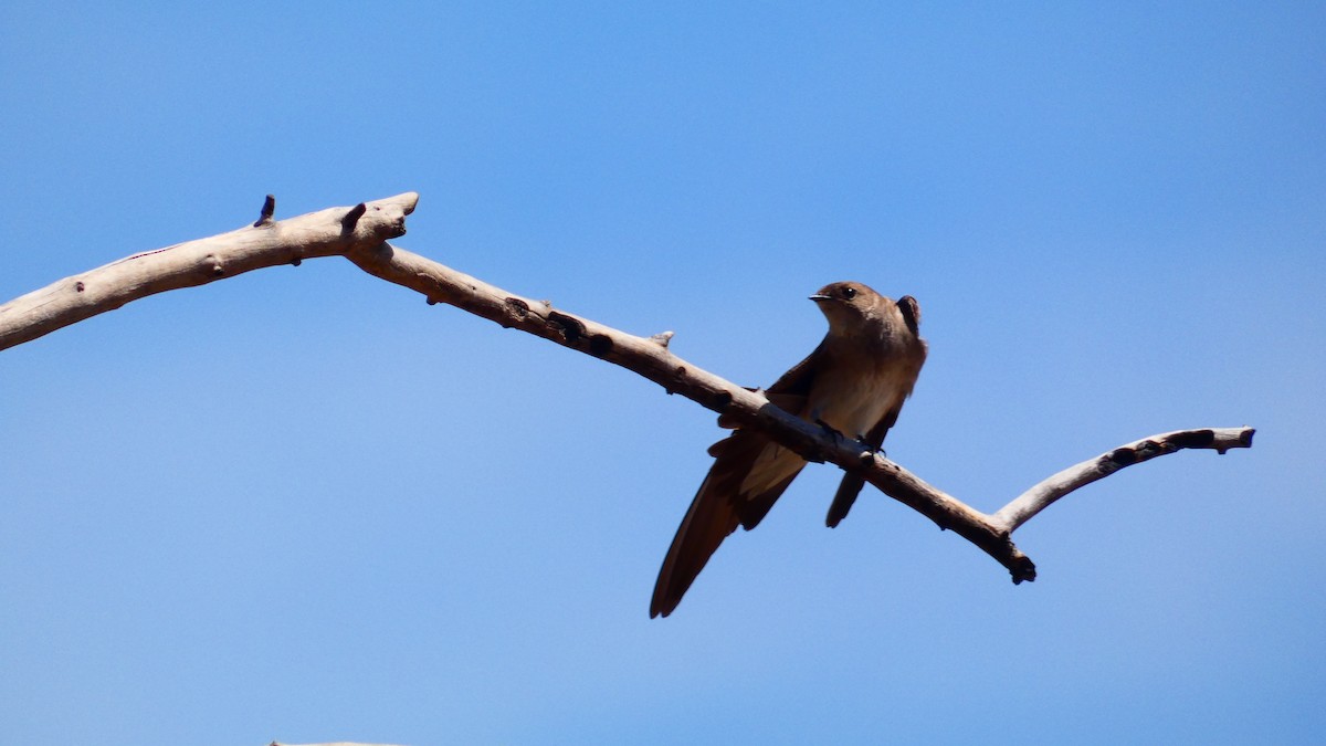 Northern Rough-winged Swallow - ML332540961