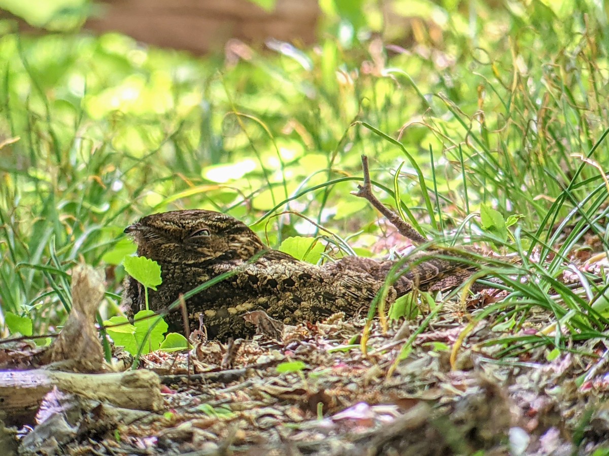 Chuck-will's-widow - ML332541491