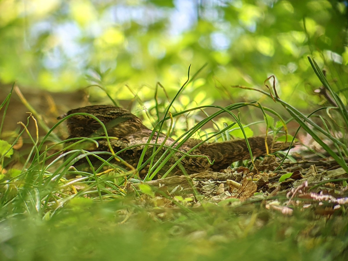 Chuck-will's-widow - ML332541581