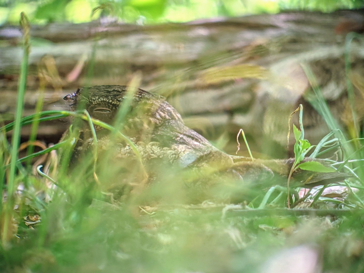 Chuck-will's-widow - ML332541651