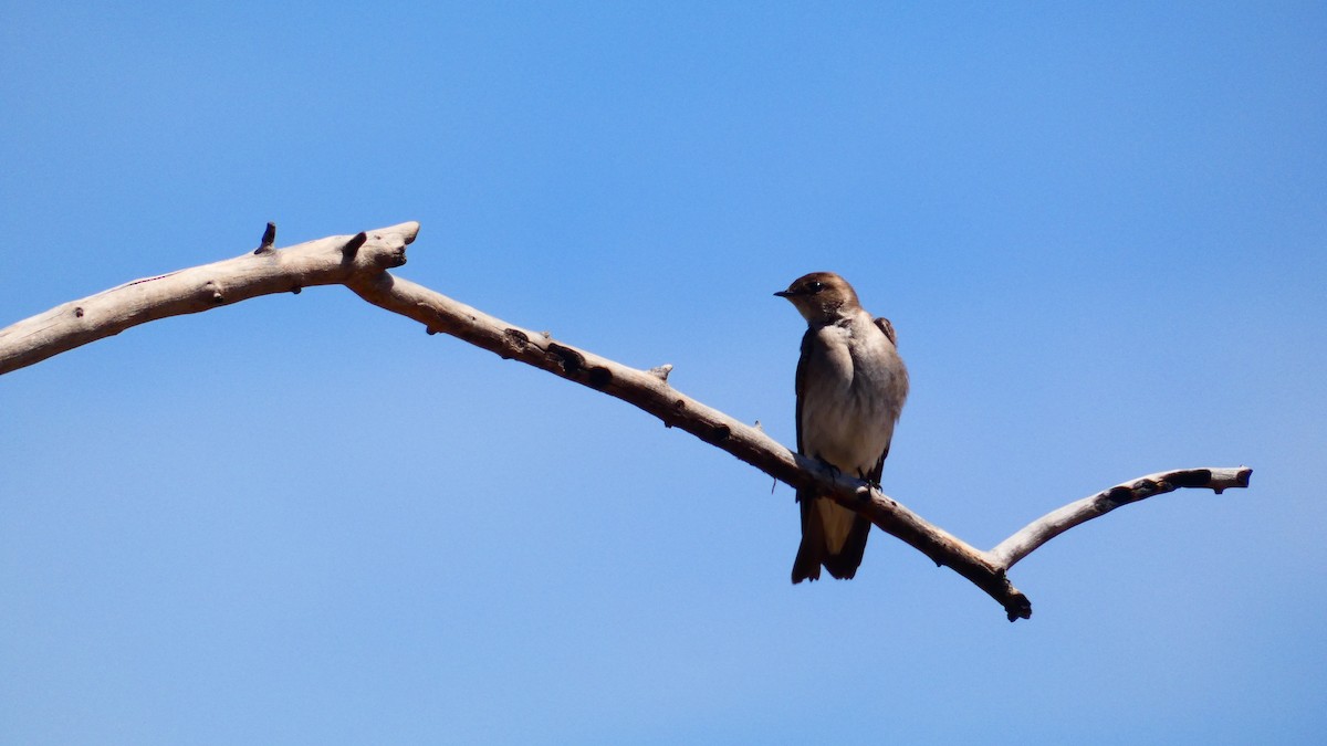 Northern Rough-winged Swallow - ML332541681