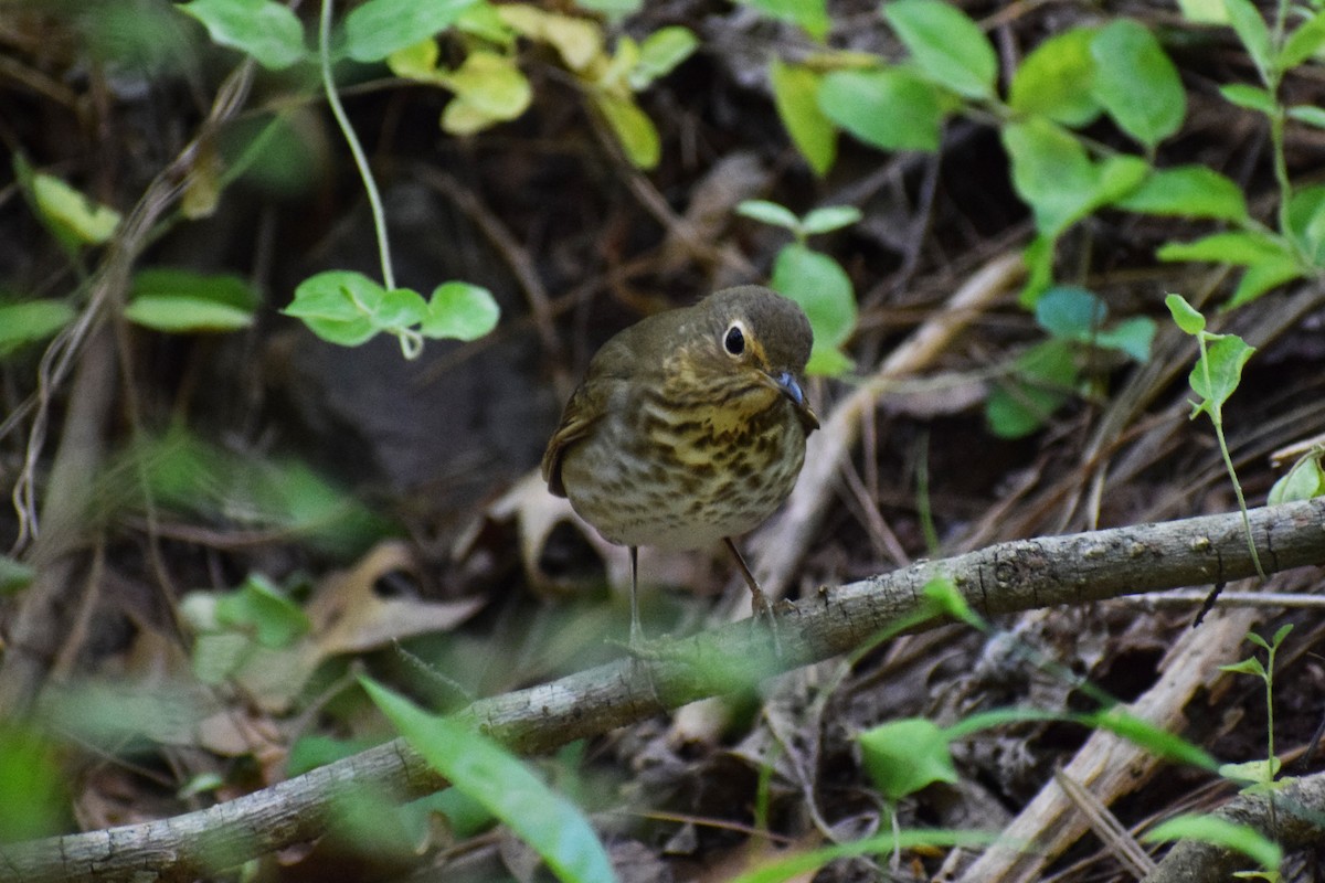 Swainson's Thrush - ML332541711