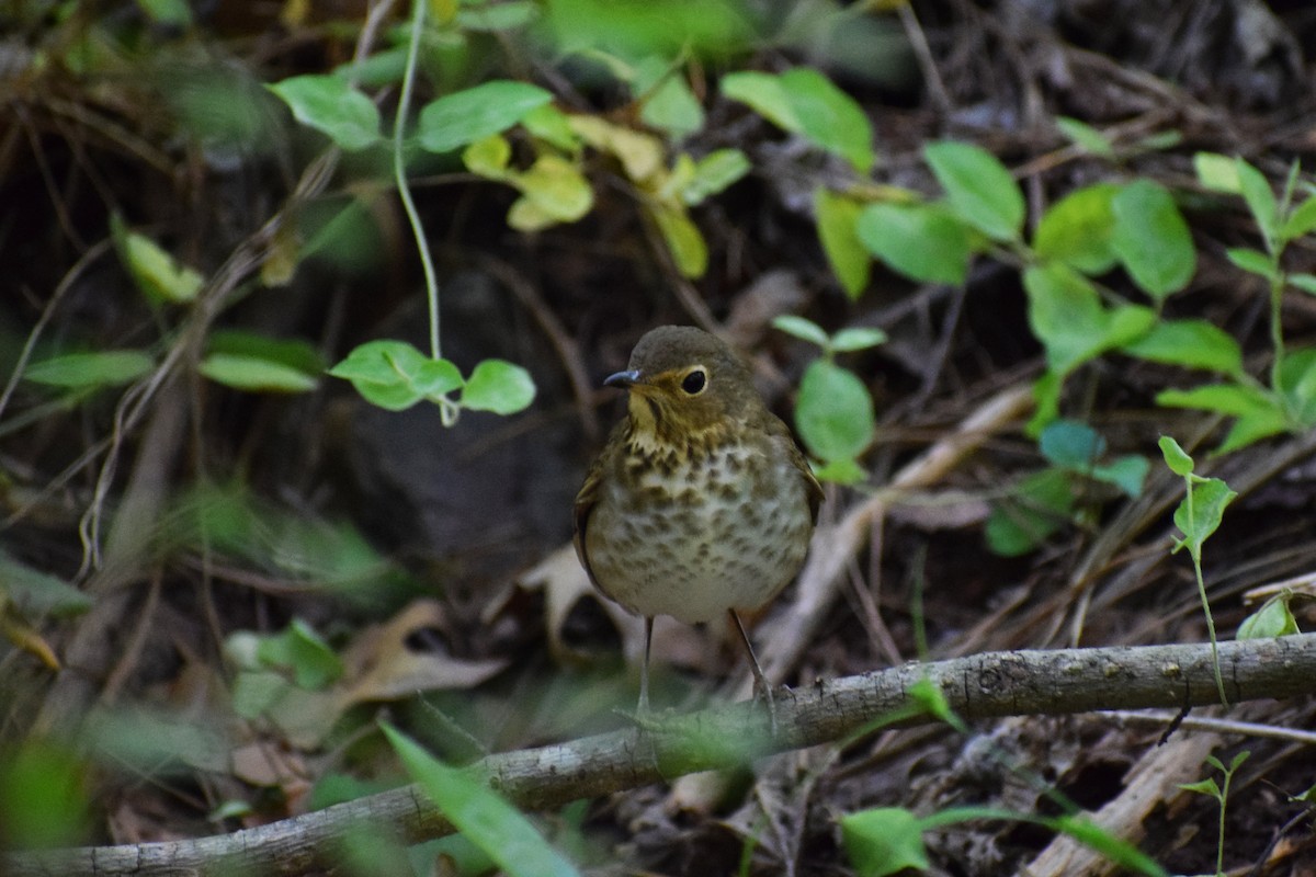 Swainson's Thrush - ML332541721
