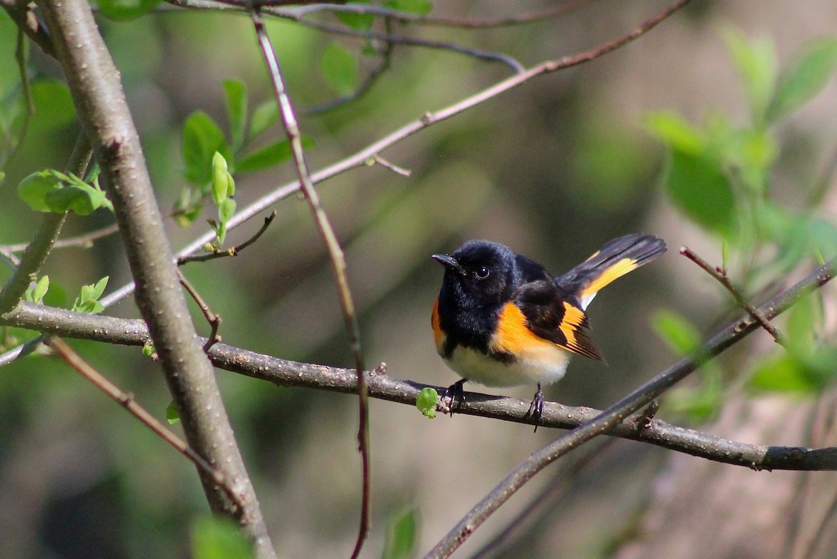 American Redstart - ML332543811