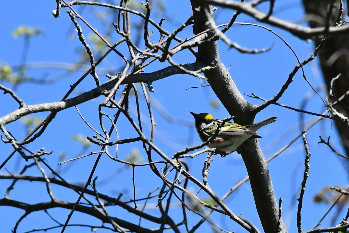 Chestnut-sided Warbler - ML332544821