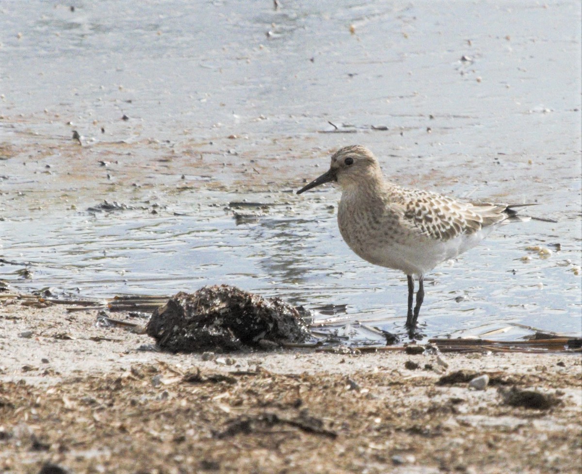 Bairdstrandläufer - ML33254531