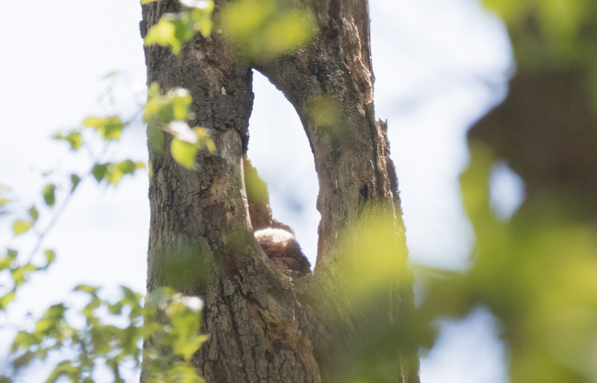 Virginiauhu - ML332545981