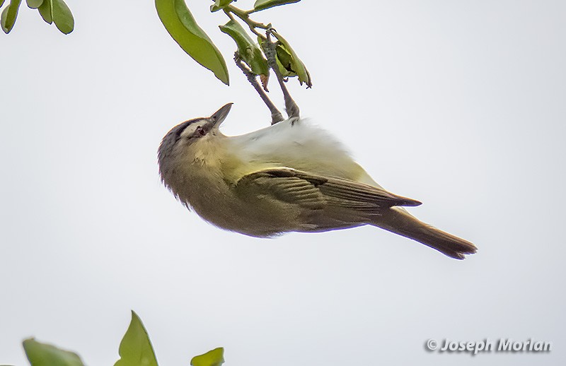 Red-eyed Vireo - ML332546891