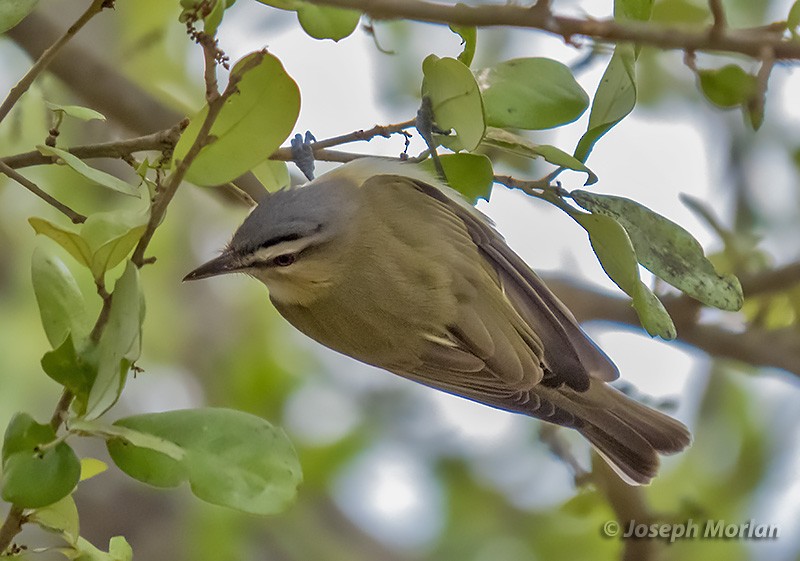 Vireo Ojirrojo - ML332546901