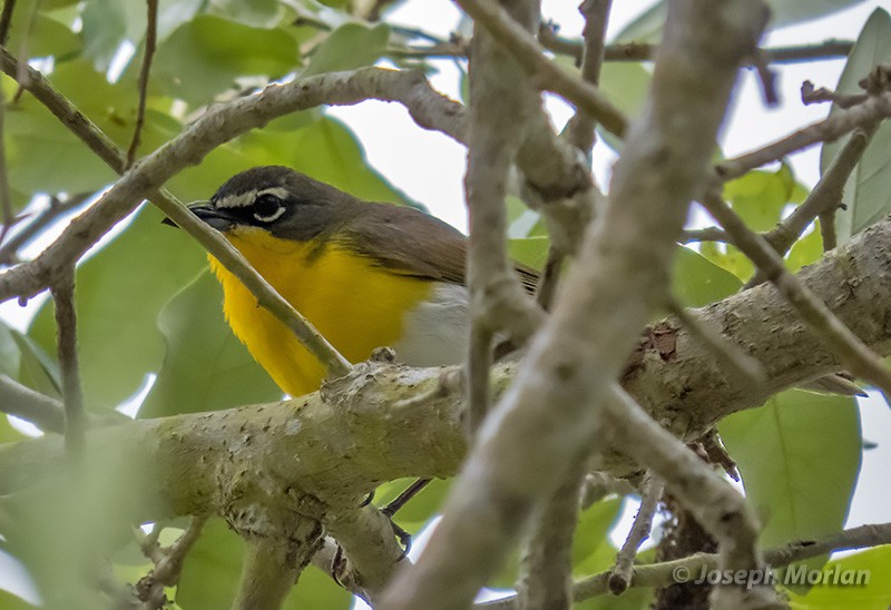 Yellow-breasted Chat - ML332547911