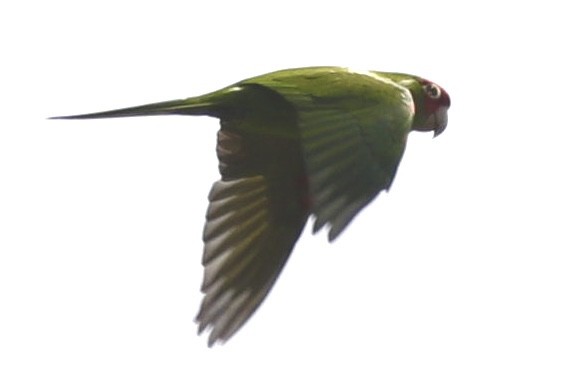 Mitred Parakeet - ML332550511