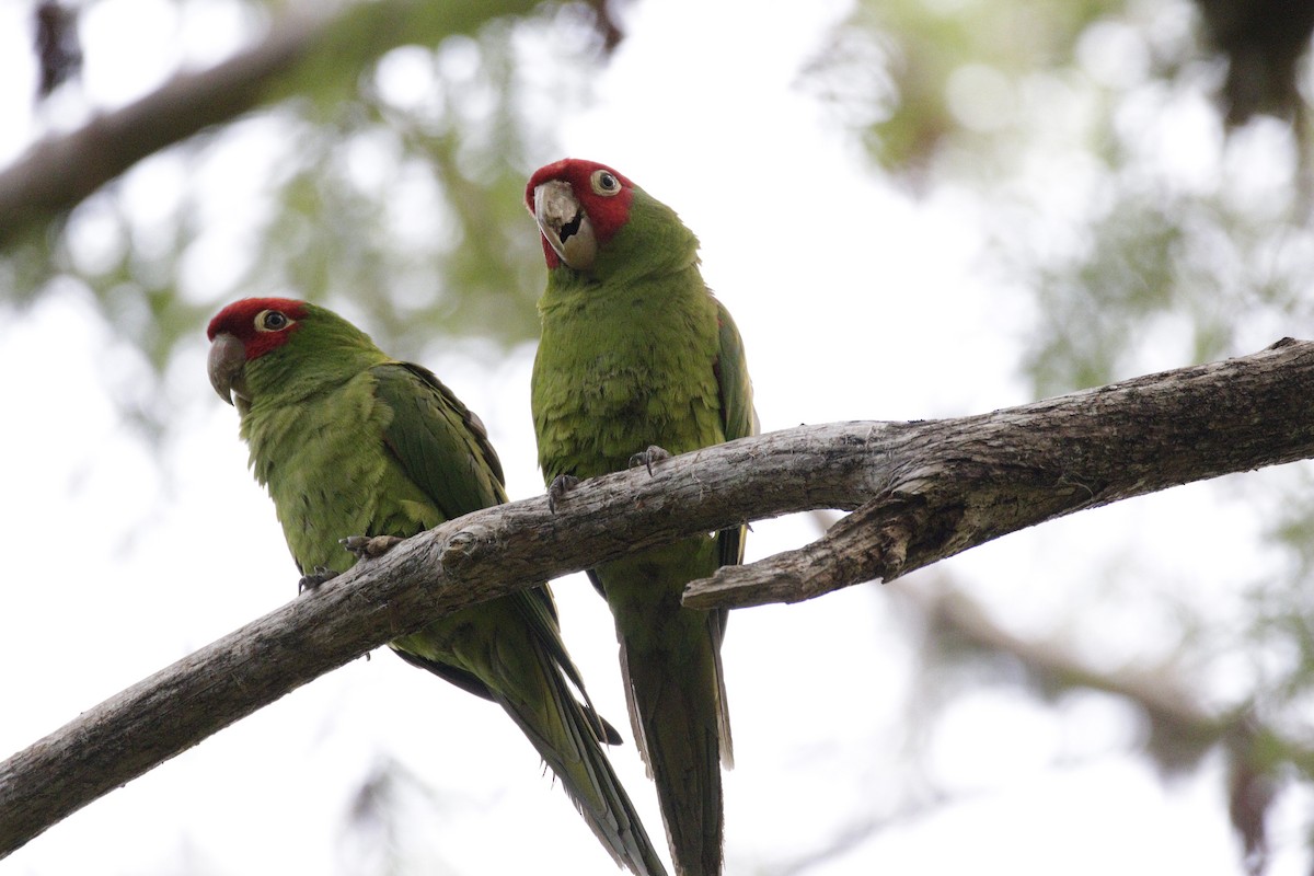 紅臉鸚鵡 - ML332550661