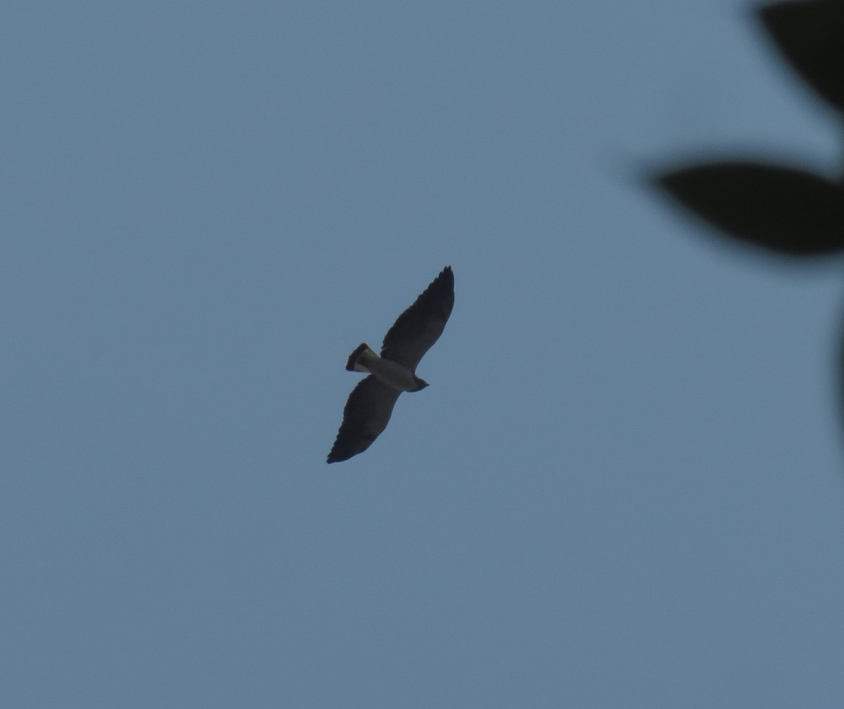 White-tailed Hawk - ML332550811