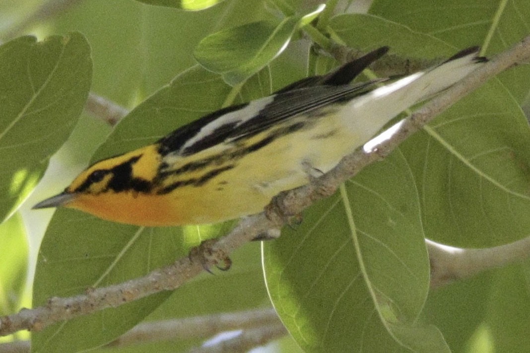 Blackburnian Warbler - Amanda Fulda