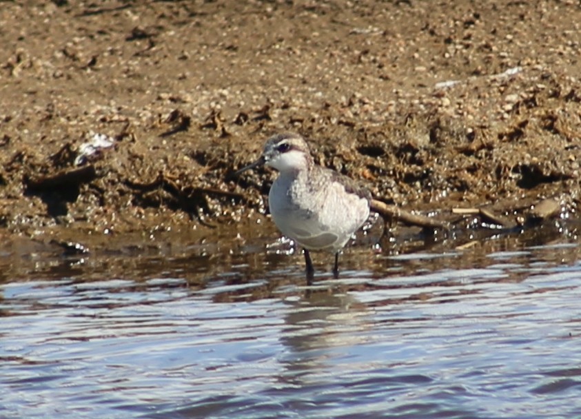 Wilson's Phalarope - ML332551011