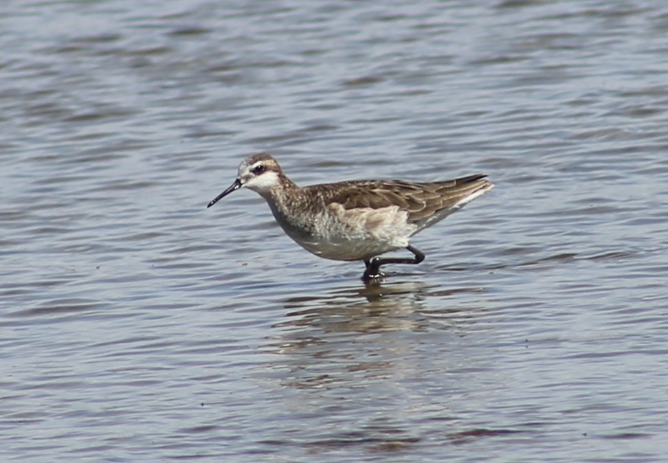 Wilson's Phalarope - ML332551131