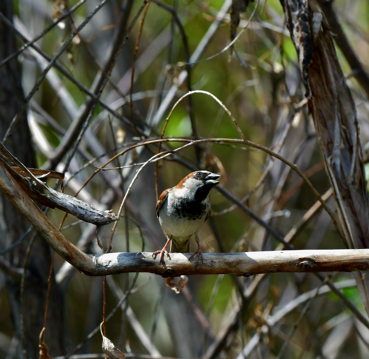 House Sparrow - ML332554381