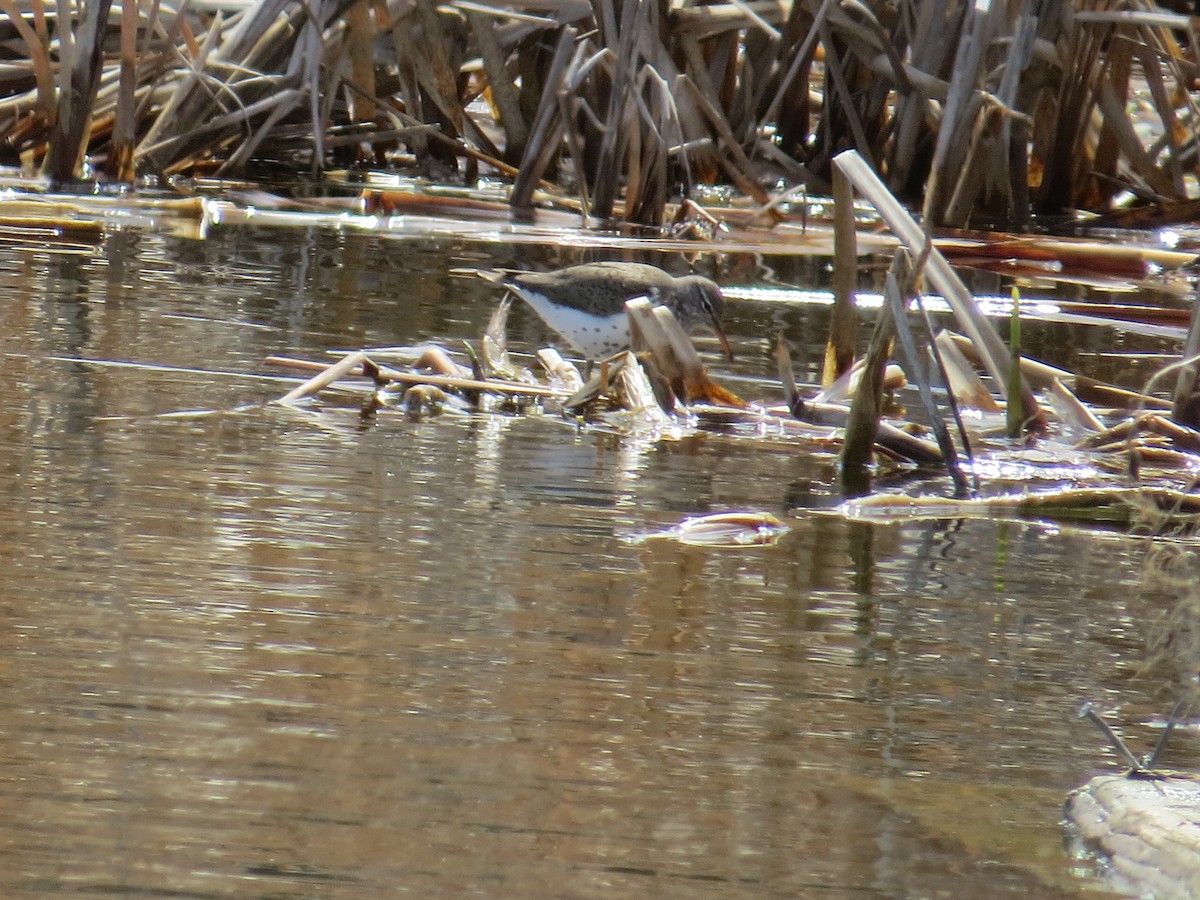 Spotted Sandpiper - ML332555221