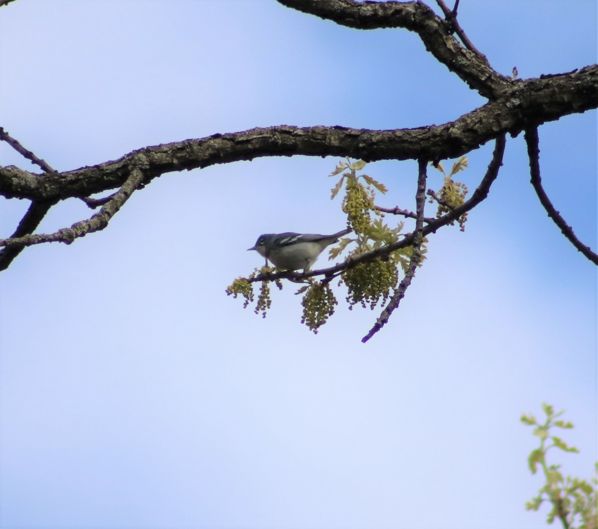 Cerulean Warbler x Northern Parula (hybrid) - ML332556891