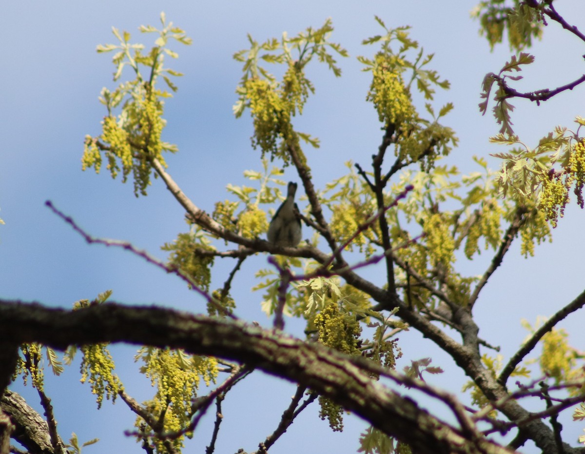 Cerulean Warbler x Northern Parula (hybrid) - ML332556901