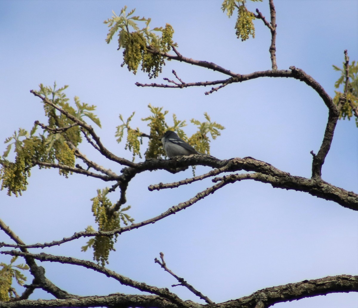 Cerulean Warbler x Northern Parula (hybrid) - ML332556911