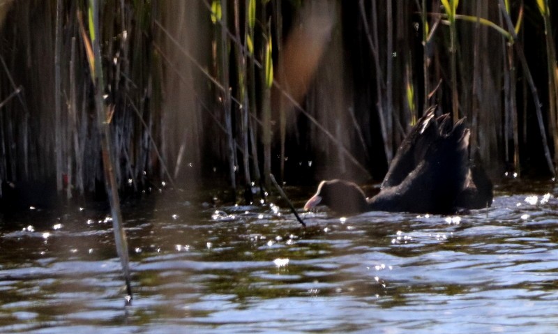 Eurasian Coot - ML332556961