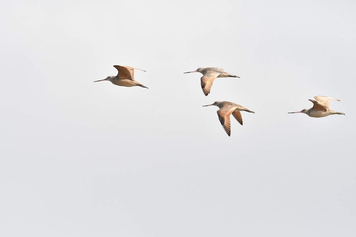 Marbled Godwit - Steve Pearl