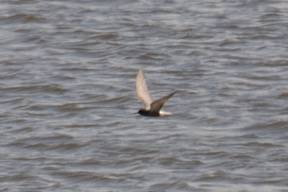 Black Tern - ML332558831