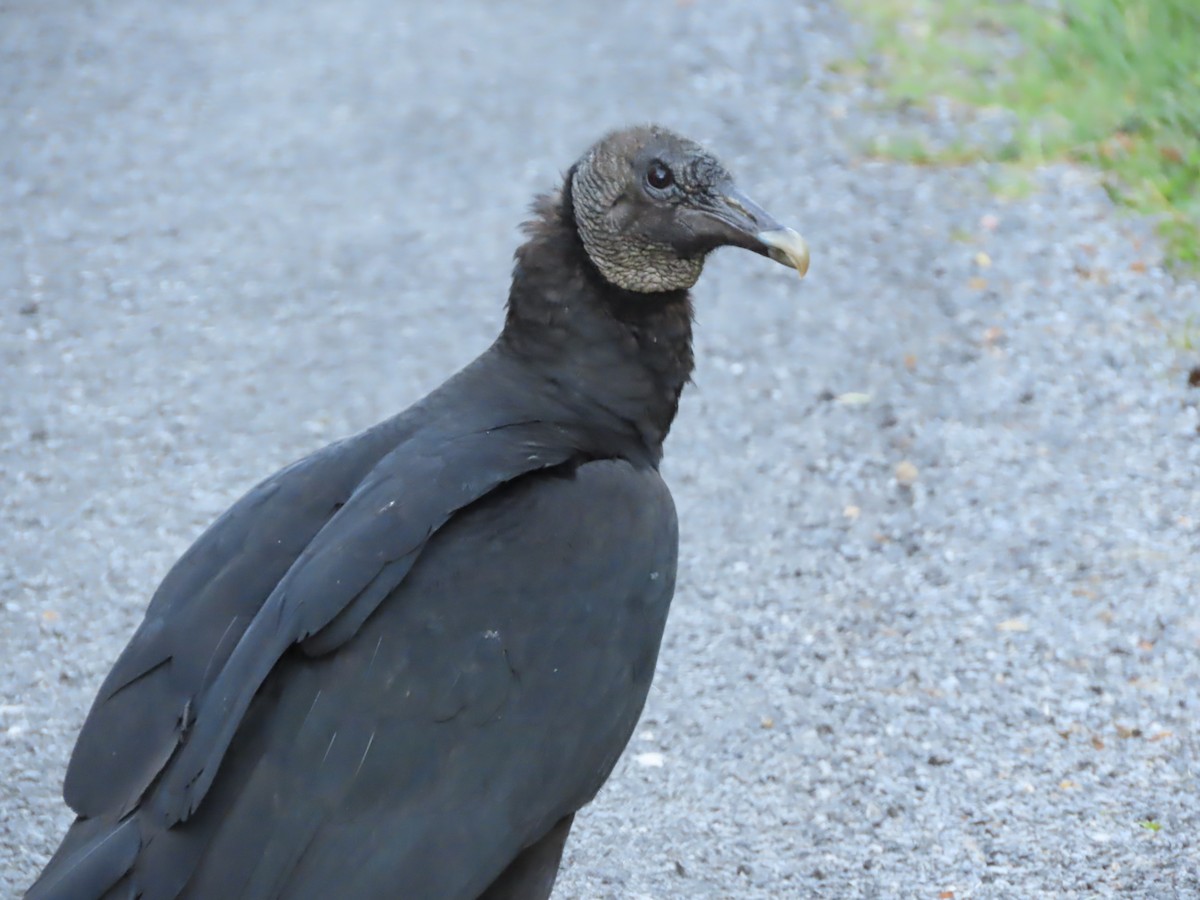 Black Vulture - ML332565321