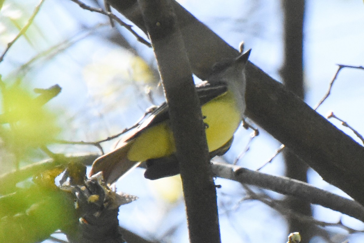 Great Crested Flycatcher - ML332565481